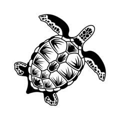 Hand Drawn Turtle Composition