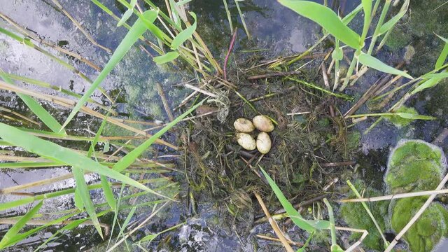 Bird's Nest Guide. Nidology. Great-crested grebe (Podiceps cristatus) floating nest in reed beds of southern eutrophic lake with abundance of common reed (Phragmites australis)