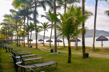 Coqueiros de hotel de luxo na beira mar