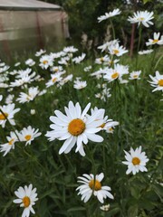 Obraz premium Field of daisies