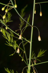 Small flowers of asparagus officinalis close-up. The flowers are bell-shaped, greenish-white to yellowish. Asparagus, or garden asparagus, folk name sparrow grass. Place for text.