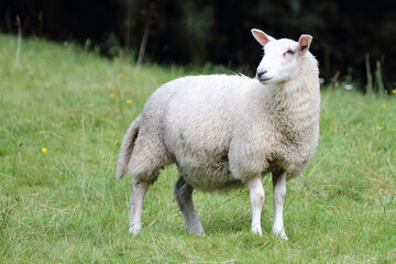 Obraz premium Schaf / Sheep / Ovis