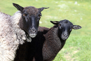 Fototapeta premium Schaf / Sheep / Ovis.