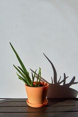 Aloe in orange pot under sunshine