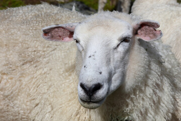 Schaf / Sheep / Ovis