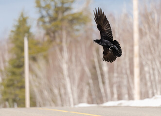 Raven in Flight
