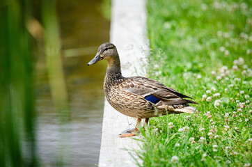 Female Mallard duck on the Edge of a pond green grass concrete retaining wall