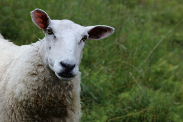 Obraz premium Schaf / Sheep / Ovis