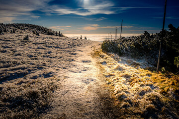 Scenic landscape with spruce trees covered with rime, view from a mounatin range to the valley filled with low clouds during temperature inversion. Jeseniky.Czech republic. .