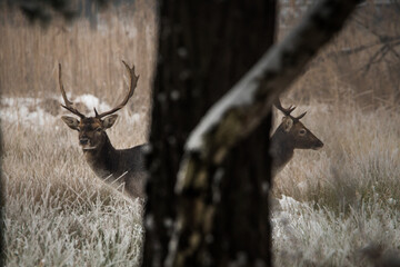 Daniel © dream Hunter 