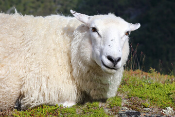 Schaf / Sheep / Ovis