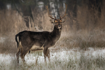 Daniel © dream Hunter 