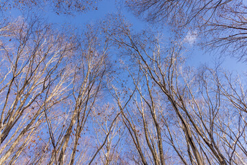 Towada in early winter