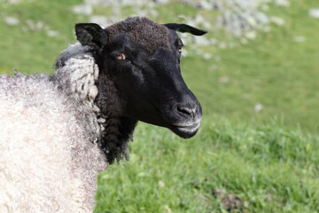 Fototapeta premium Schaf / Sheep / Ovis