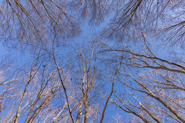 Towada in early winter