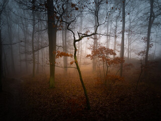 Mysterious foggy forest, oak trees, foliage, leafs,fog,tree trunks, gloomy landscape. Eastern Europe.  .