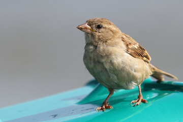 Haussperling / House sparrow / Passer domesticus