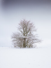 Isolated solitary tree surrounded by mysterious gloomy landscape. Winter snowy landscape, Vysocina region,Europe.  .