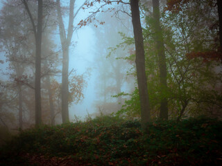 Mysterious foggy forest, colorful foliage, leafs,fog,tree trunks, gloomy autumn landscape. Eastern Europe.  .