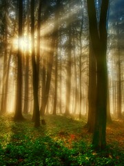 Naklejka na ściany i meble Foggy forest with sun rays, green plants,sunlight,sun rays. White Carpathians mountains,Czech republic. .