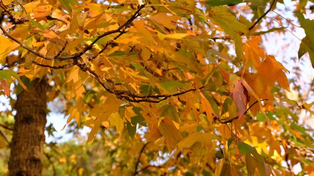 Close Up Shot Of A Swaying Branch Covered With Orange Levaes. Autumnal Nature Scene