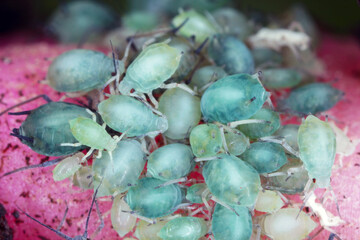 Aphids colony on roots, underground aphid. These are important pests of plants that cause qualitative and quantitative damage to the crop. Aphids on spinach root.