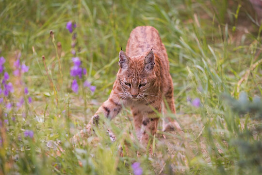 Three wild Bobcat Kittens with their mother playing in an overgrown urban backyard of a vacant house.  