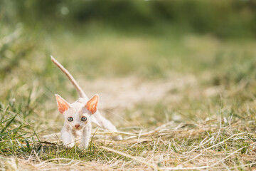 Sweet Devon Rex Cat Funny Curious Young White Devon Rex Kitten In Grass. Short-haired Cat Of English Breed. Very Small Lovely Pets Lovely Cats