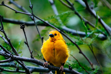 close up photo of colorful bird in the tree
