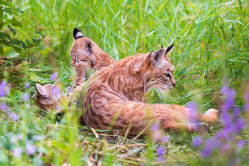 Obraz premium Three wild Bobcat Kittens with their mother playing in an overgrown urban backyard of a vacant house. 