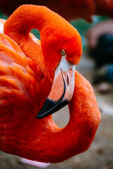 Close up photo of Flamingo