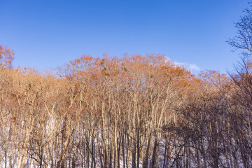 Towada in early winter