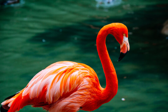 Close up photo of Flamingo