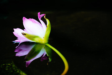 water lily flower with reflections in the water