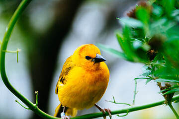 close up photo of colorful bird in the tree