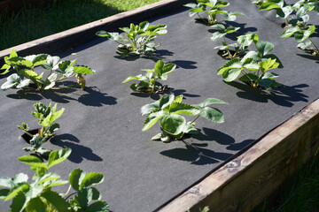 The bed with strawberries is covered with a black cloth. High quality photo