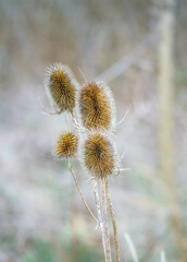 Obraz premium golden brown flower seed heads on a beautiful autumnal Wild Teasel (Dipsacus fullonum) thistle on Salisbury Plain, UK