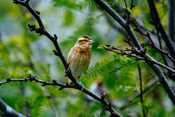 close up photo of colorful bird in the tree