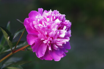 a pink blooming peony flower against a dim green background of a plant environment