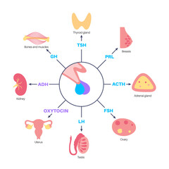 Pituitary gland hormones