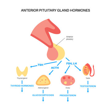 Pituitary gland hormones