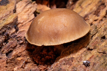 Forest walks in search of mushrooms. Poisonous mushrooms in the forest.