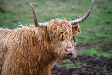 close up head and shoulder profile of a red scottish highland cow (Bò Ghàidhealach; Hielan coo) with full horns