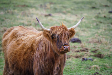 close up head and shoulder profile of a red scottish highland cow (Bò Ghàidhealach; Hielan coo)...