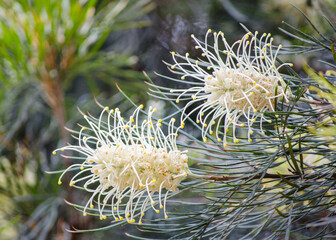 Grevillea cultivar white color in a spring season at a botanical garden.