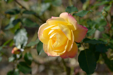 アンネ・フランク　バラの花