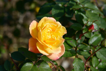 アンネ・フランク　バラの花