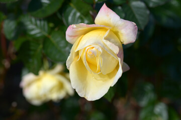 モナ・リザ　バラの花