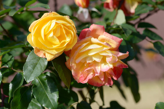 「フランク」の画像 220 件の Stock 写真、ベクターおよびビデオ Adobe Stock