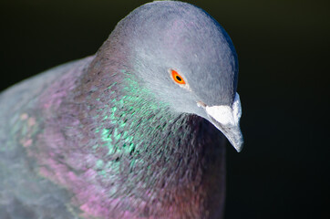 Close-up Male pigeon bird showing its beautiful neck color.